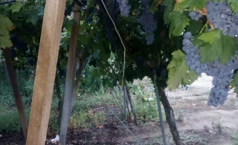 Tiranti tagliati di tendoni di uva da vino su un'area di circa 50 ettari in agro di Minervino Murge